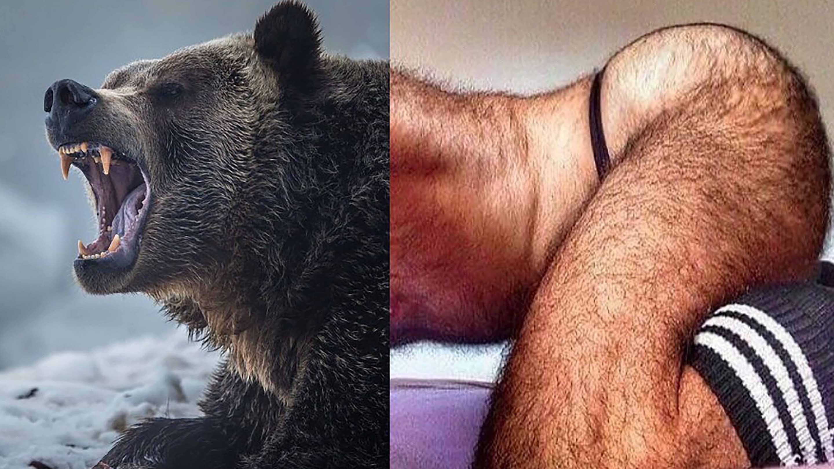 ptown bear week collage adams nest provincetown