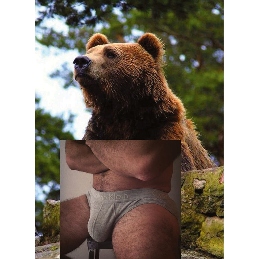 Naro Pinosa Bear Grey Ck Brief Postcard by Naro Pinosa