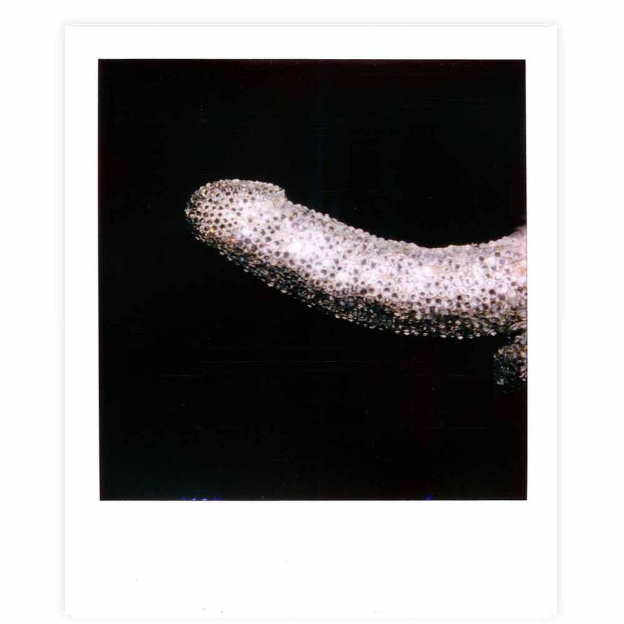 Disco Stick by Ian Stearns