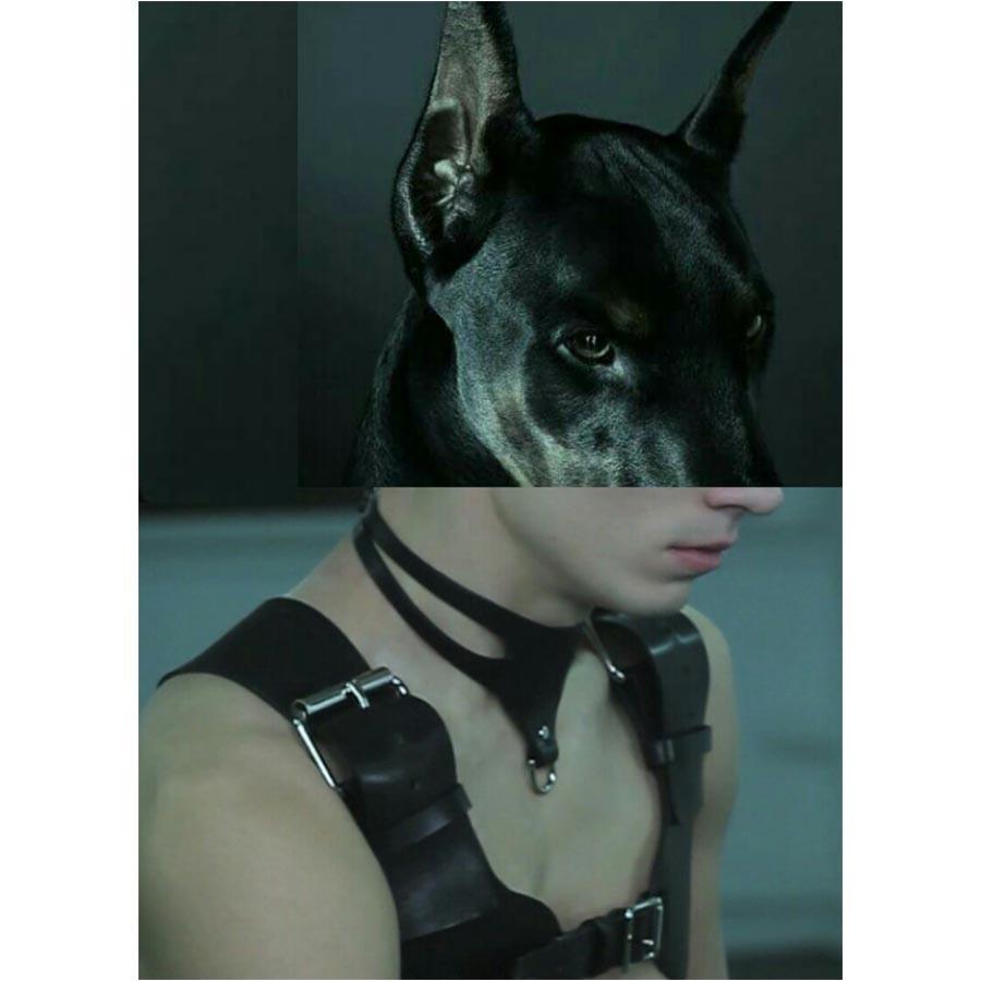 Naro Pinosa Doberman Leather Harness Postcard by Naro Pinosa