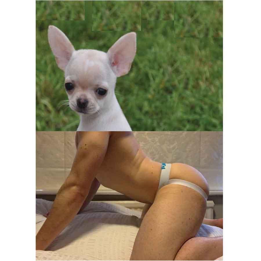 Naro Pinosa Chihuahua Jockstrap Butt Postcard by Naro Pinosa